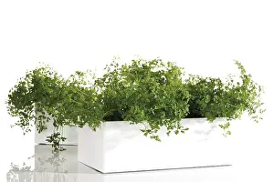 Studio Still Life Photography Drucke: Chervil