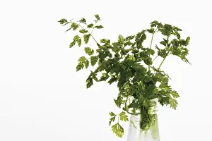 Indoor Plant Photography Drucke: Chervil