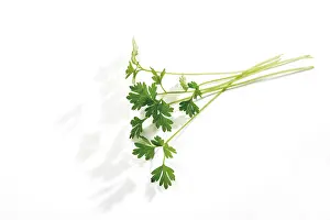 Indoor Herb Drucke: Chervil (Anthriscus)
