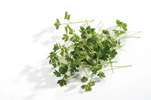 Studio Cutouts Drucke: Chervil (Anthriscus)