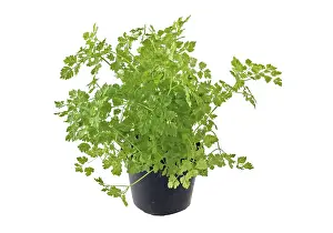 Deserted Kitchen Herb Garden Drucke: Chervil in a pot, (Anthriscus)