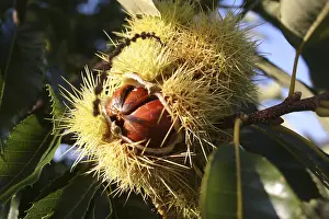 Sweet Chestnut Tree Drucke: Chestnut