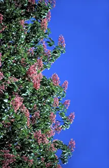Blue Sky Background Images Drucke: Chestnut in bloom