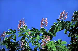 European Chestnut Tree Drucke: Chestnut in bloom