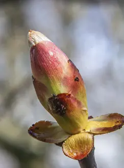 Deserted Chestnut Tree Drucke: Chestnut bud in spring in Ystad