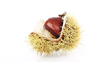 Indoor Food Photography Drucke: Chestnut (Castanea)