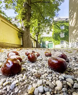 Upper Bavarian Landscape Photography Drucke: Chestnut, chestnut tree (Castanea) in a backyard