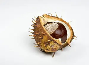 Deserted Fruit Plant Drucke: Chestnut in the cupule