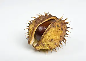 Deserted Fruit Plant Drucke: Chestnut in the cupule