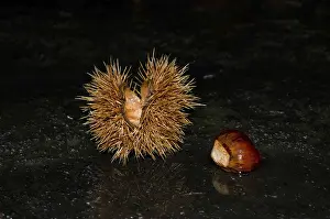 Black Background Food Drucke: Chestnut with Fruit on Black Background