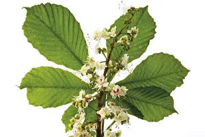 Large Emerald Leaves Drucke: Chestnut leaf and blossoms (Castanea)