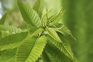 Close View Of Leaves Drucke: Chestnut leaves