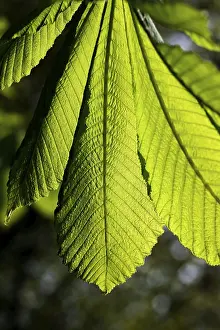 Deciduous Tree Foliage Drucke: Chestnut leaves