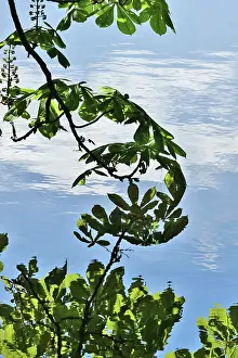 Empty Lakeside Landscape Photo Drucke: Chestnut reflected in the lake, Germany