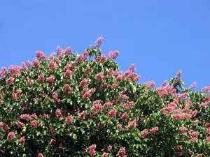 Spring Blossoms Drucke: Chestnut tree