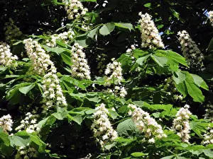 Flowering Deciduous Trees Drucke: Chestnut tree