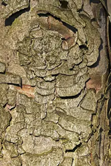 Central European Trees Drucke: Chestnut tree bark, Germany