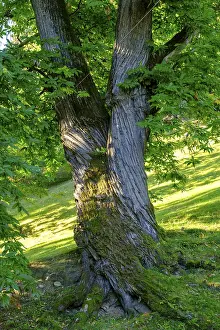 Southern Europe Tree Photography Drucke: Chestnut tree, chestnut experience trail