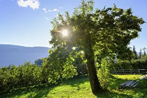 Chestnut Tree Europe Drucke: Chestnut tree, chestnut experience trail