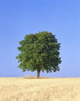 Central European Countryside View Drucke: Chestnut tree on a grain field