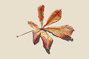 Bilder Datiert 9. November 2024: Autumn chestnut tree leaf print