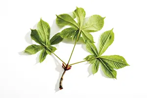 Indoor Plant Photography Drucke: Chestnut tree leaves (Castanea)