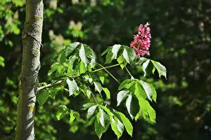 Empty Forests Of Europe Drucke: Chestnut Tree, May, Germany