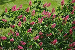 Central European Nature Drucke: Chestnut Tree, May, Germany