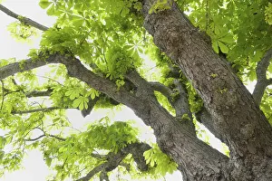 Uninhabited Forest Scene Drucke: Chestnut tree in spring