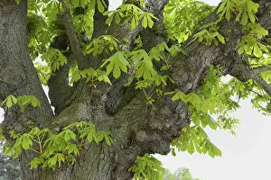 Uninhabited Forest Scene Drucke: Chestnut tree in spring
