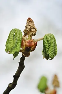 Springtime In The FGR Drucke: Chestnut tree in spring, Germany