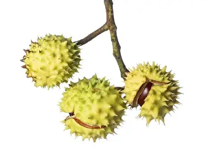 Central Europe Forest Scene Drucke: Chestnut trees (Castanea), tree