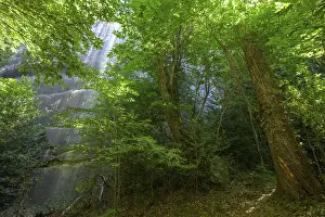 European Hiking Trails Drucke: Chestnut trees, hike through the sandstone labyrinth Gres d'Annot