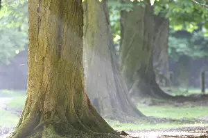 Springtime Nature Scene Drucke: Chestnut trees in spring