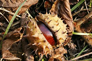 Autumn Landscape Drucke: Chestnuts