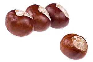 Poisonous Plants Drucke: Chestnuts