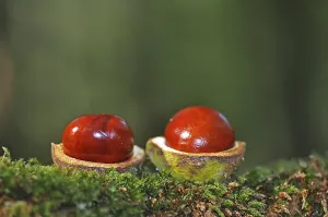 Autumnal Still Life Images Drucke: Two Chestnuts (Castanea)