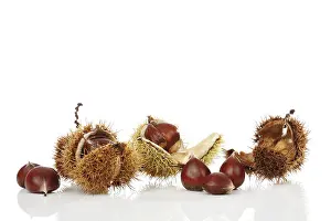 White Studio Background Photos Drucke: Chestnuts (Castanea)
