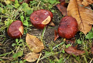 European Autumn Atmosphere Drucke: Chestnuts (Castanea) on damp ground