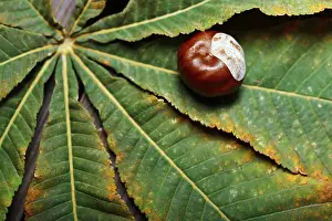 Balanced Diet Food Images Drucke: Chestnuts on the leaf. Close-up
