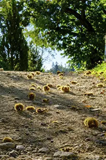 Deserted Paths In Europe Drucke: Chestnuts along the path, Chestnut Experience Trail