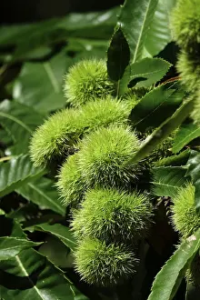 No People In Germany September Drucke: Chestnuts, September, Germany