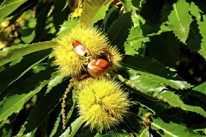 Trentino Alto Adige Scenery Drucke: Chestnuts in the shell, Chestnut Experience Trail