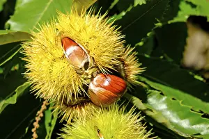 Southern Europe Deserted Landscapes Drucke: Chestnuts in the shell, Chestnut Experience Trail