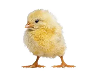 Studio Shot Of A Chick Drucke: Chick 2 days old