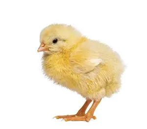 Livestock Farming Animal Drucke: Chick 2 days old