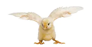 Poultry Farming Images Drucke: Chick flapping its wings (8 days old)