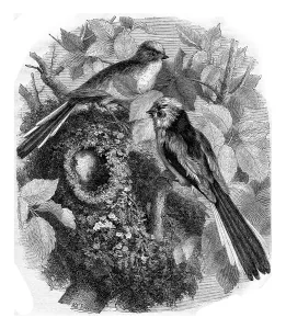 Natural Environment Wildlife Scene Drucke: The chickadee a long tail and its nest