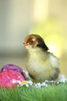 Colourful Easter Egg Tradition Drucke: Chicken chicks with colourful Easter eggs