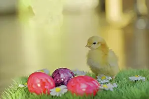 Colourful Easter Eggs Germany Drucke: Chicken chicks with colourful Easter eggs